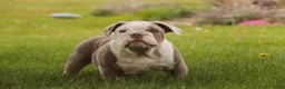 English Bulldog dogs for sale: Nate English Bulldog Puppy  - Ad 2