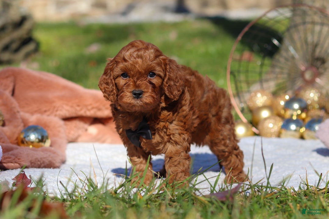 Cavapoo dogs for sale: Tucker - Ad 5