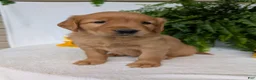 Golden Retriever dogs for sale: Dug  - Ad 3