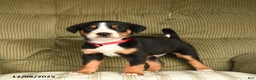 Greater Swiss Mountain Dog dogs for sale: Ranger - Ad 3