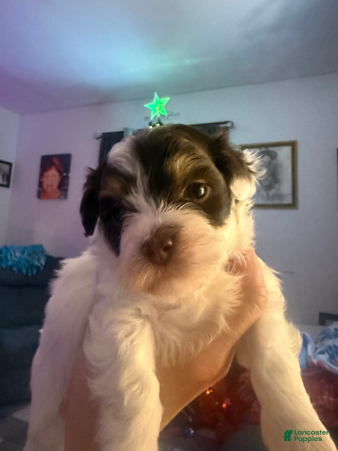 Mixed Breed dogs for sale: Buck - Ad 3