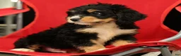 Mini Bernedoodle dogs for sale: Freddie - Ad 6