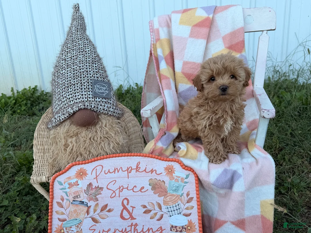 Maltipoo dogs for sale: Fancy  - Ad 2