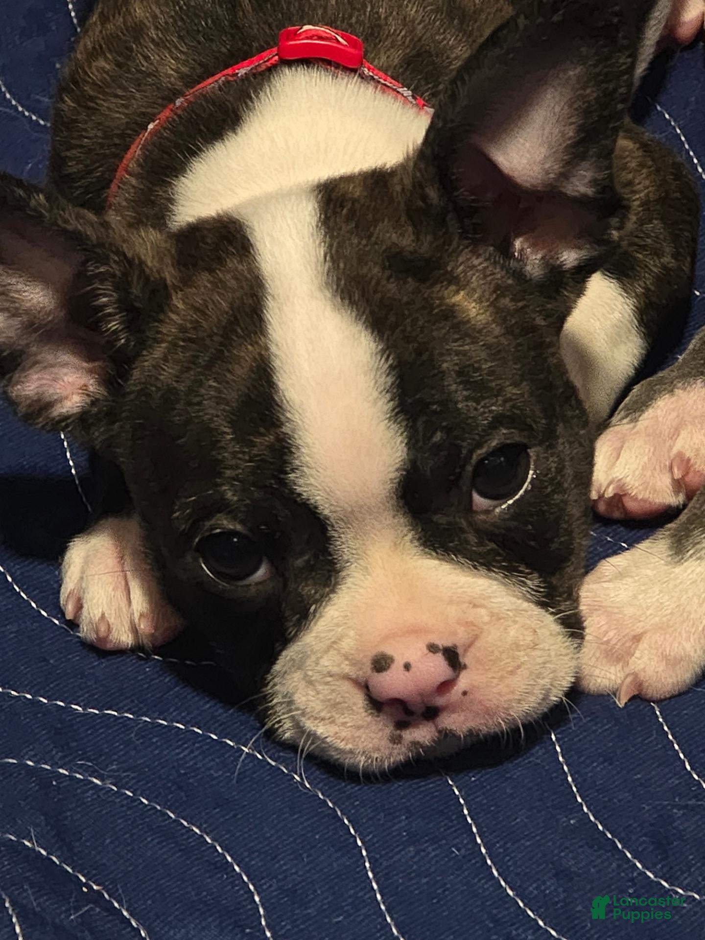 Mixed breed