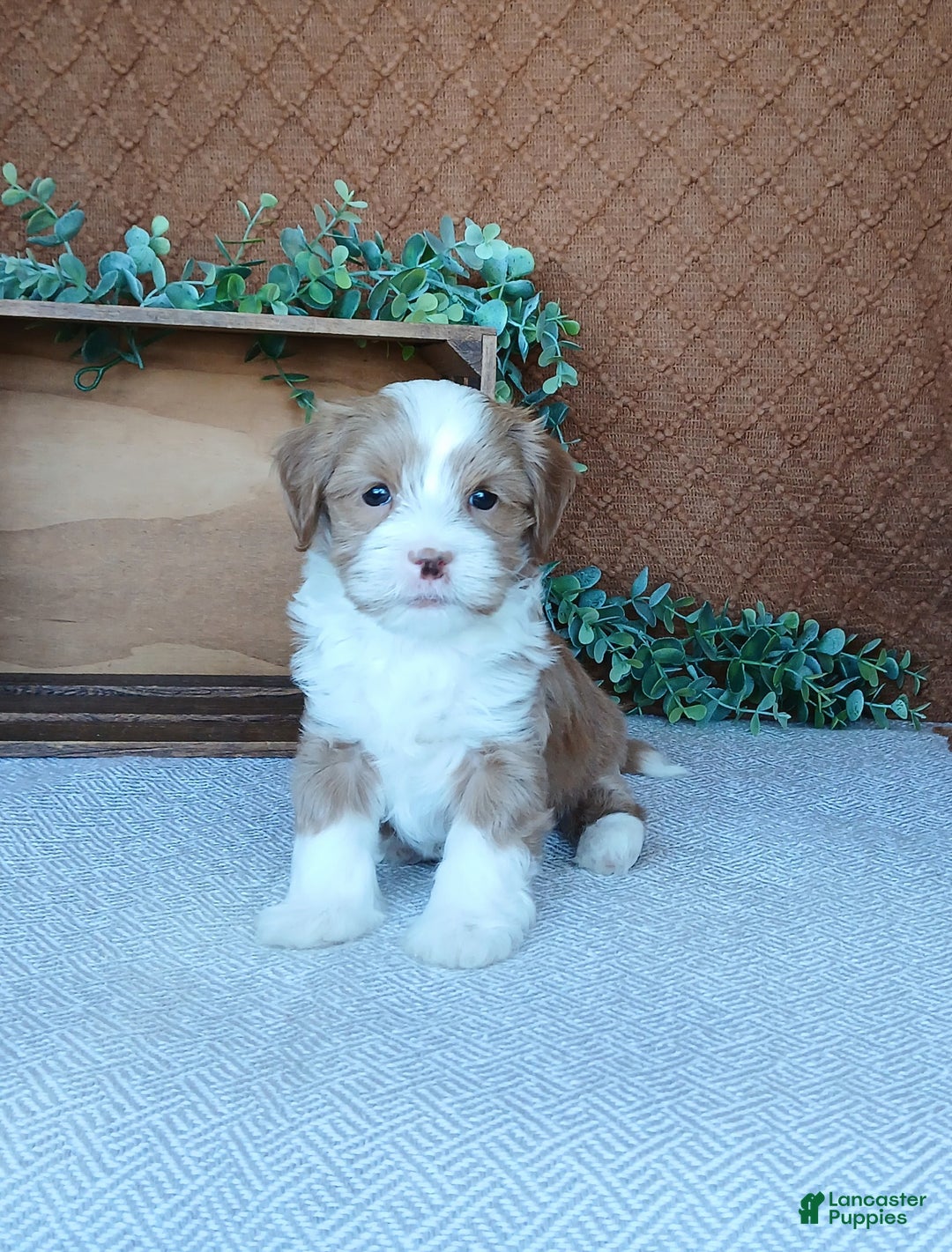 Havanese dogs for sale: Kenny  - Ad 4