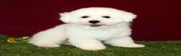 Bichon Frise dogs for sale: Ellie - Ad 6