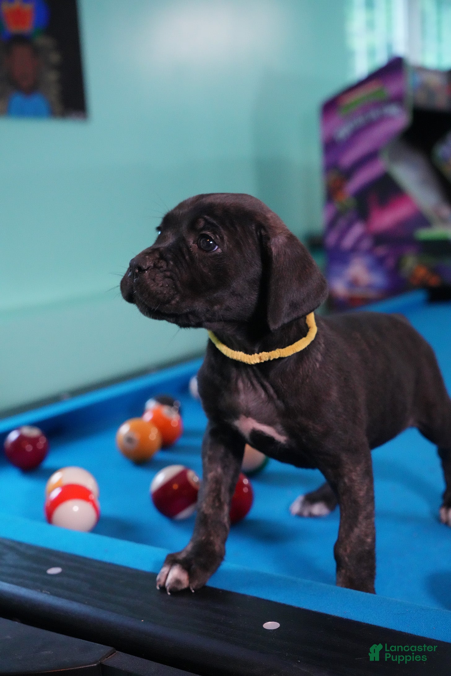 Cane Corso dogs Storm - Ad 2