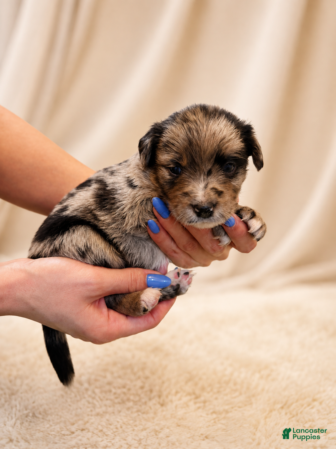 Mixed Breed dogs Coco - Ad 1