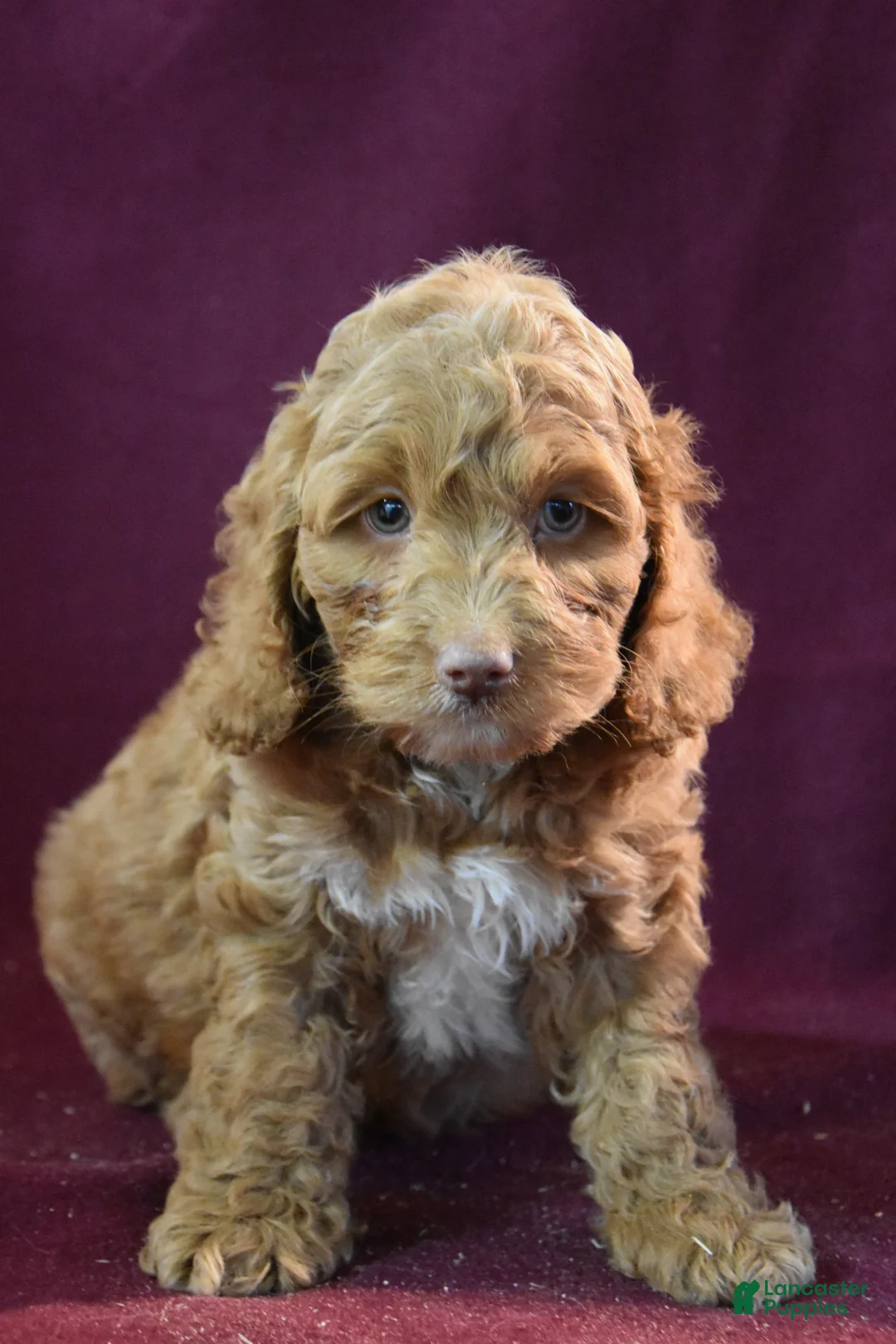 Cockapoo dogs for sale: Jeff - Ad 1