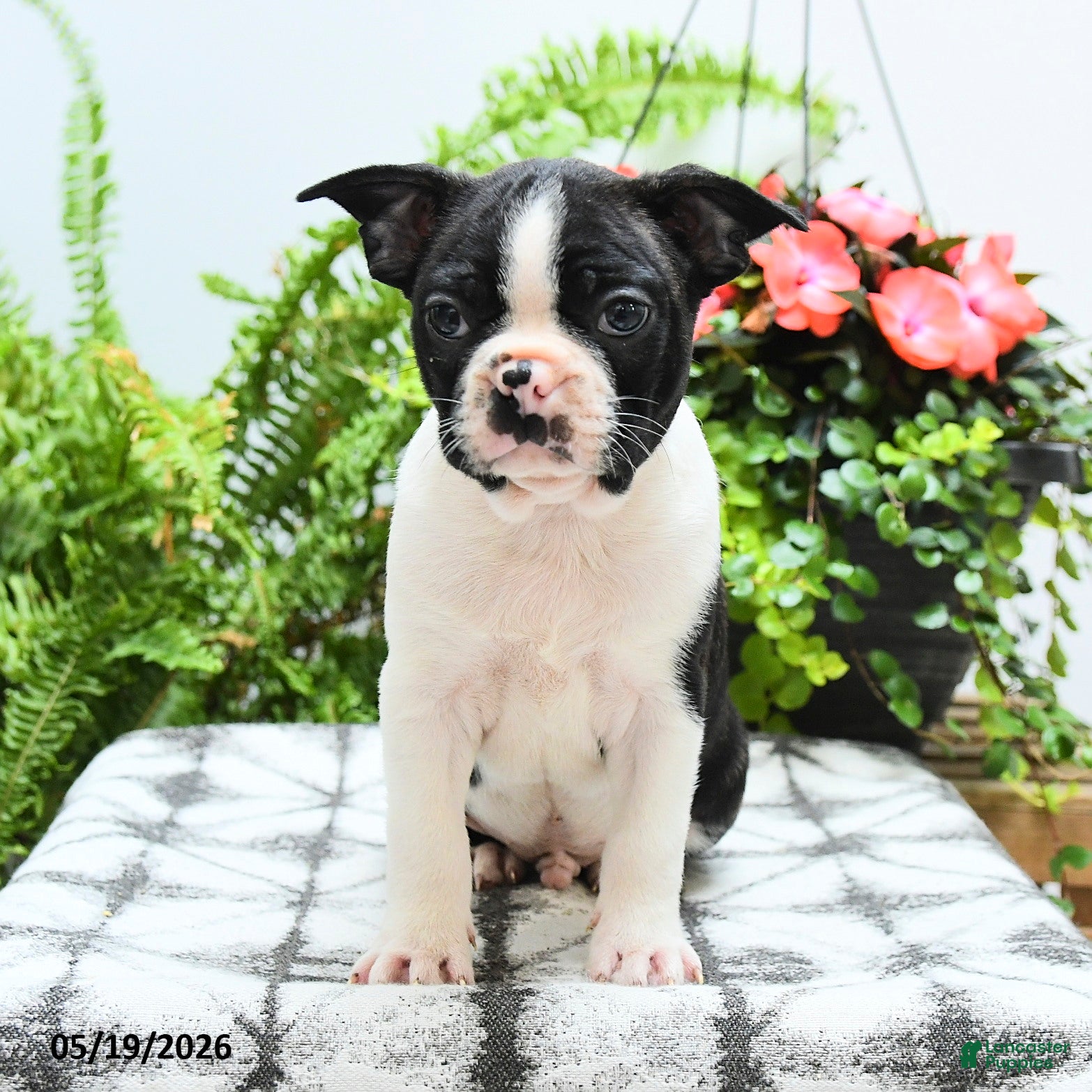 Boston Terrier dogs Alfred - Ad 2