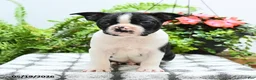 Boston Terrier dogs for sale: Alfred - Ad 2