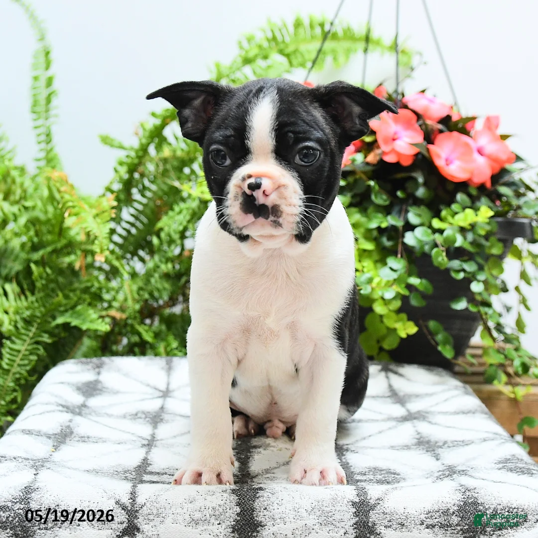 Boston Terrier dogs for sale: Alfred - Ad 2