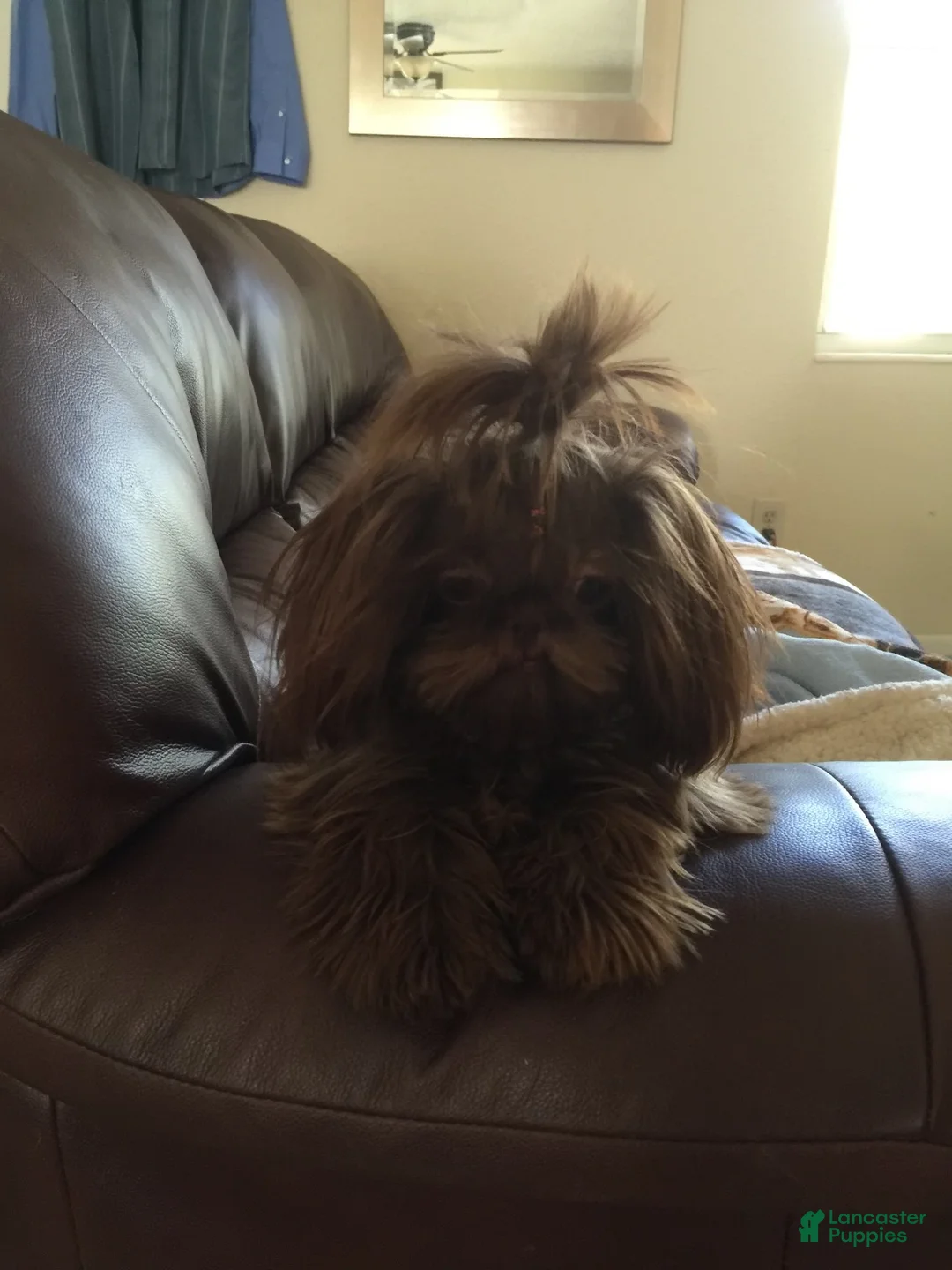 Shih Tzu dogs for sale: Lucy - Ad 2