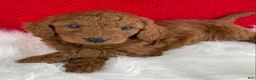 Mini Goldendoodle dogs for sale: Sadie - Ad 4