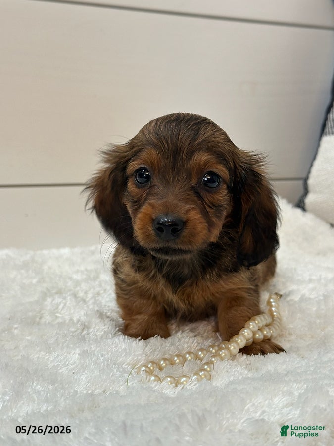 Miniature Dachshund dogs Ginger - Ad 1
