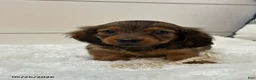 Miniature Dachshund dogs for sale: Ginger - Ad 1