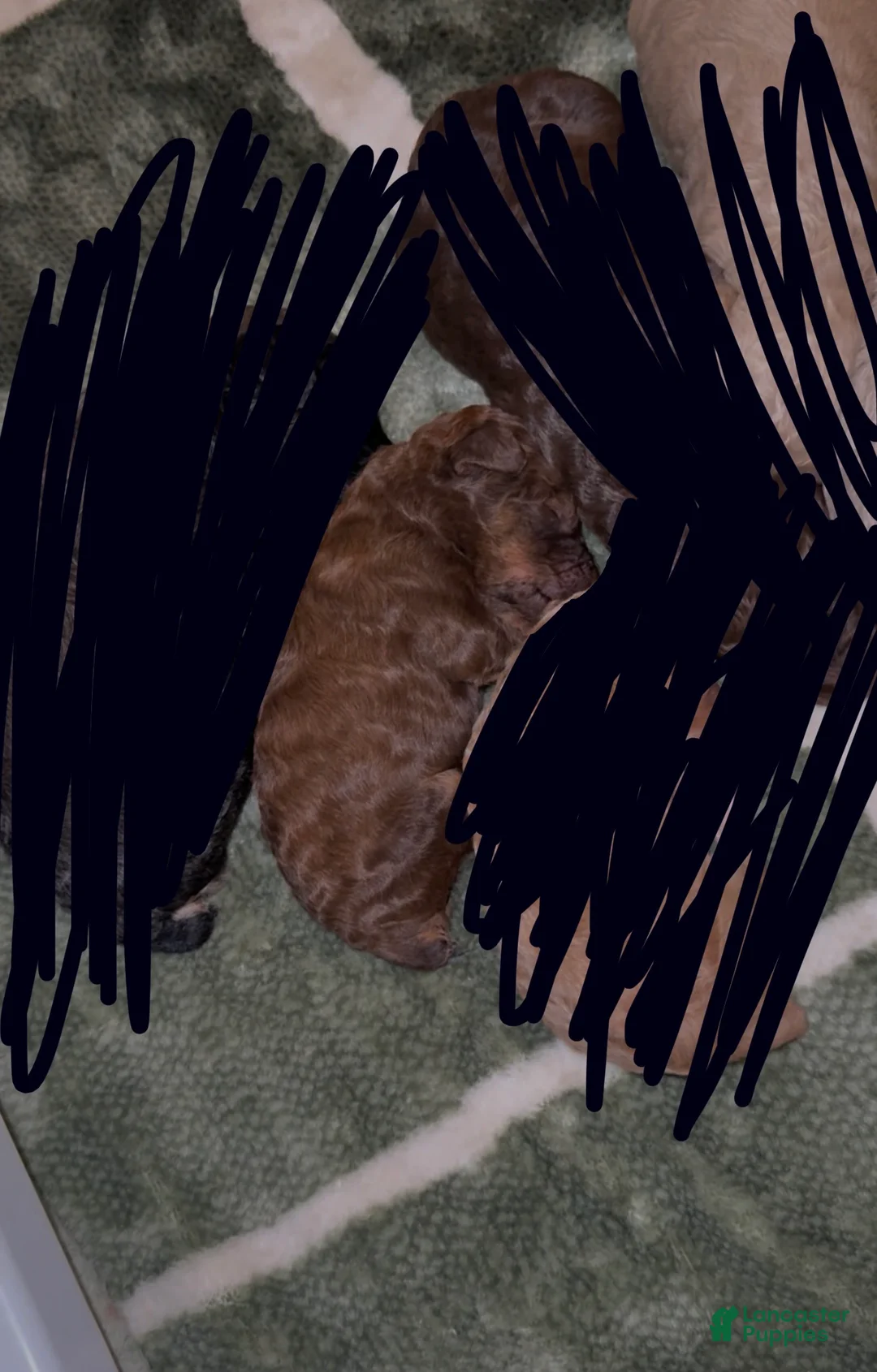 Standard Poodle dogs for sale: Standard Poodle Puppy 1 - Ad 2