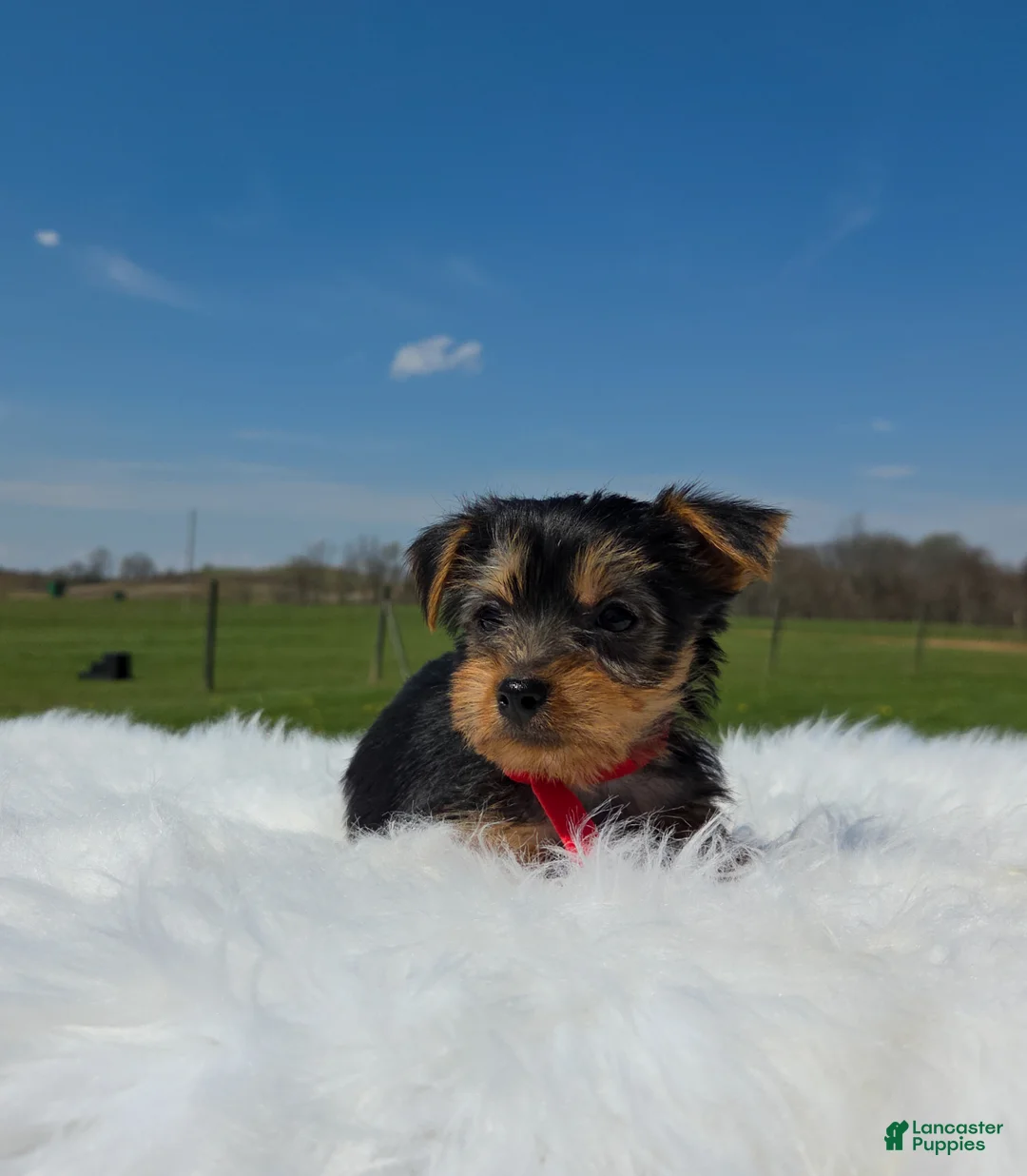 Yorkshire Terrier dogs for sale: Cookie - Ad 7