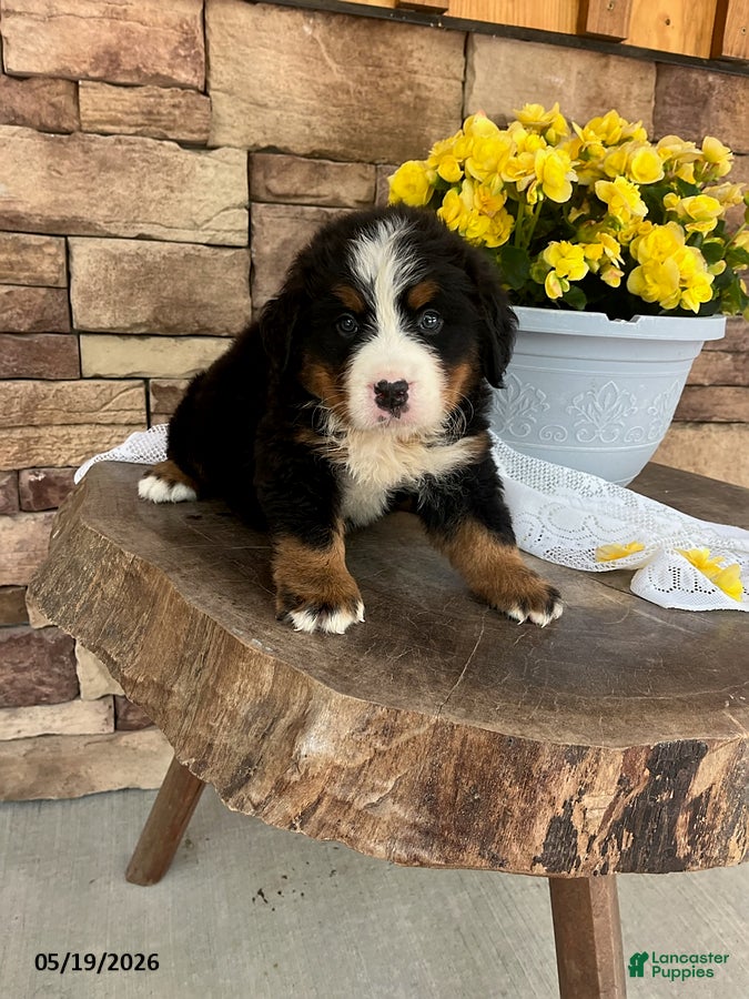 Bernese Mountain Dog dogs for sale: Cody - Ad 3