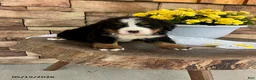 Bernese Mountain Dog dogs for sale: Cody - Ad 1