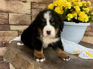 Bernese Mountain Dog dogs for sale: Cody - Ad 3