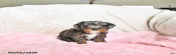 Toy Poodle dogs for sale: Callie - Ad 2