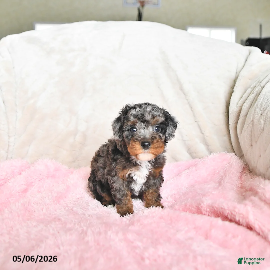 Toy Poodle dogs for sale: Callie - Ad 2