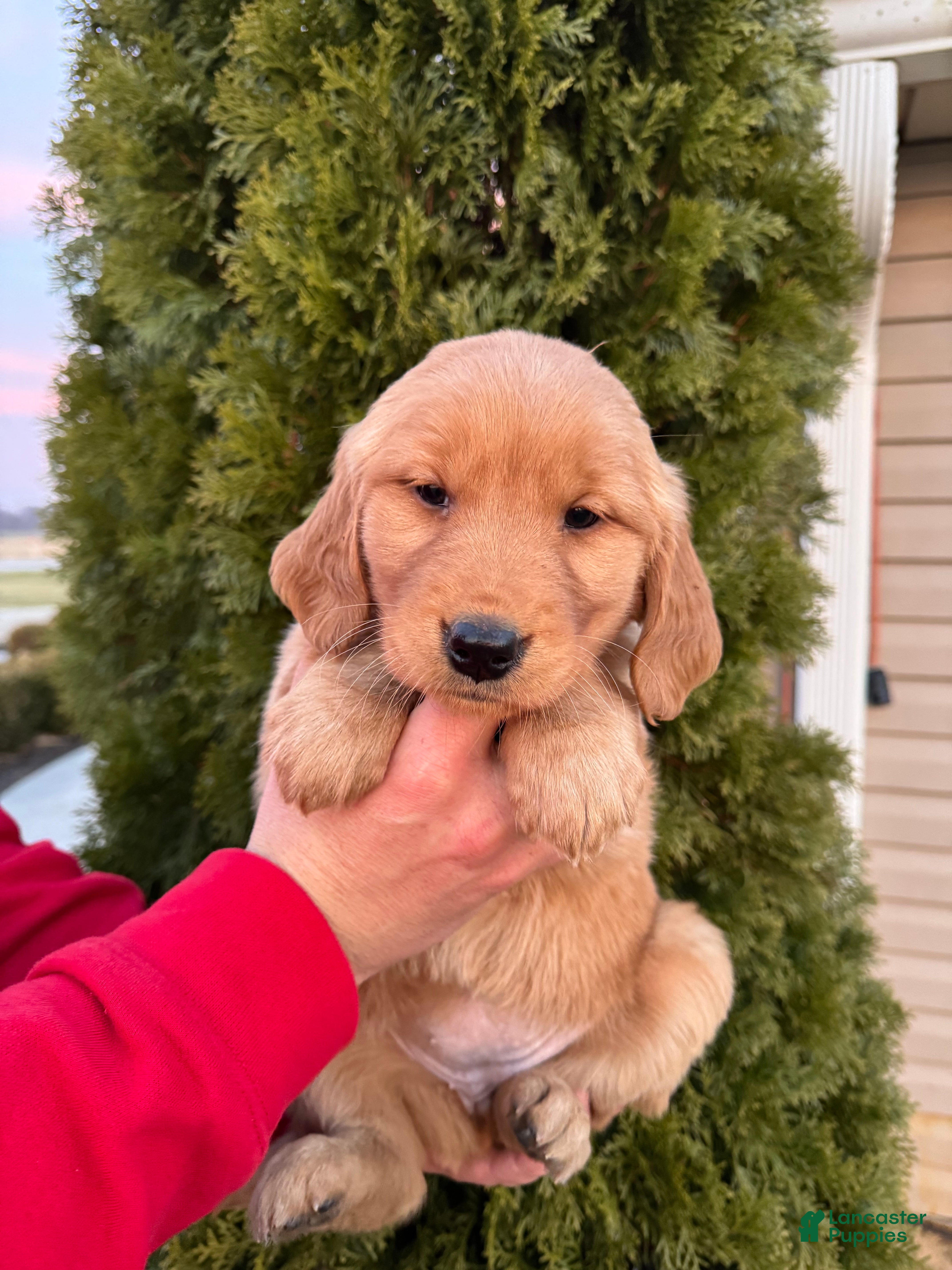 Golden Retriever dogs Belle - Ad 39