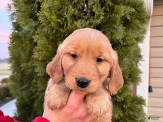 Golden Retriever dogs Belle - Ad 39
