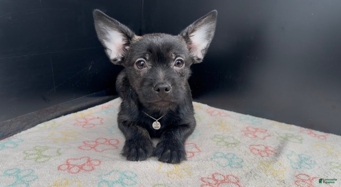 Mixed Breed dogs Winston - Ad 7