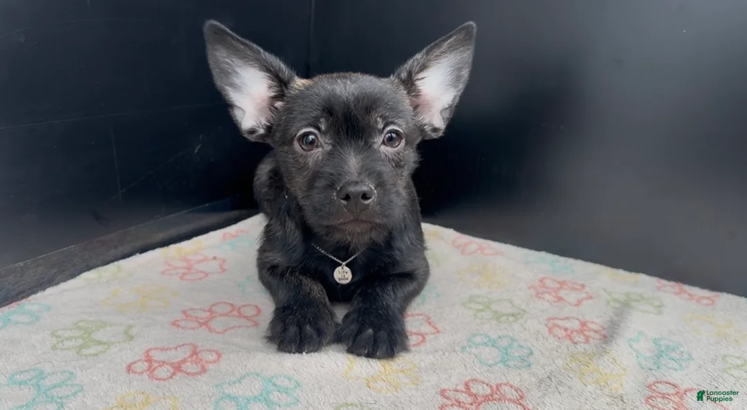 Mixed Breed dogs for sale: Winston - Ad 1