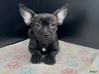 Mixed Breed dogs Winston - Ad 7