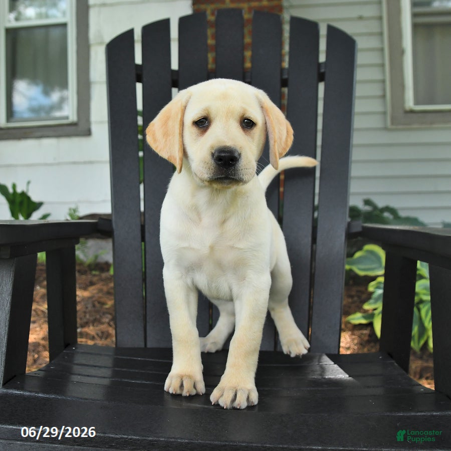 Labrador Retriever dogs Sage - Ad 2