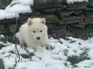 Siberian Husky dogs Luigi - Ad 31