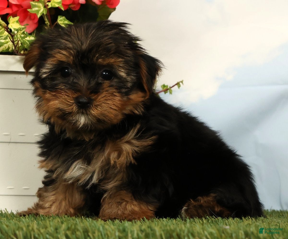 Yorkshire Terrier dogs Lilibet - Ad 2
