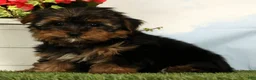 Yorkshire Terrier dogs for sale: Lilibet - Ad 2