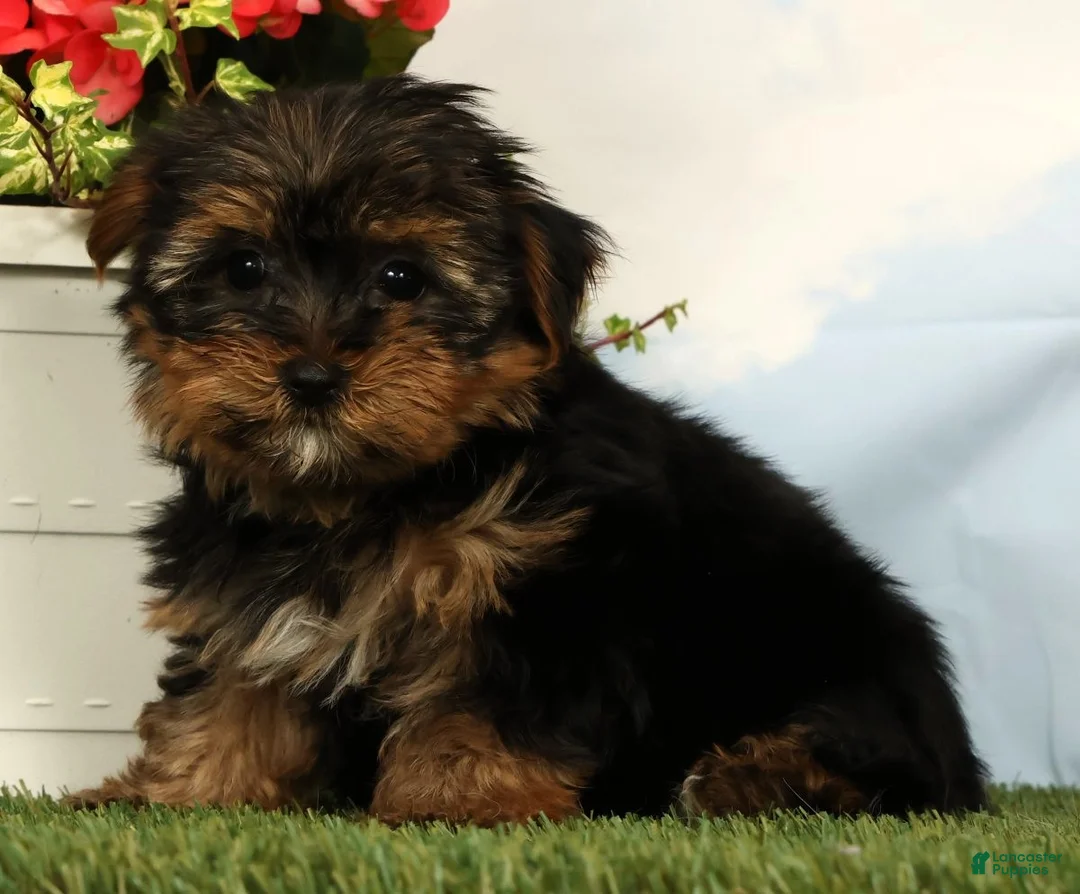 Yorkshire Terrier dogs for sale: Lilibet - Ad 2