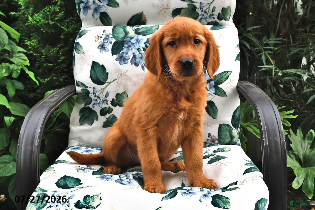 Golden Retriever dogs Trixie - Ad 2