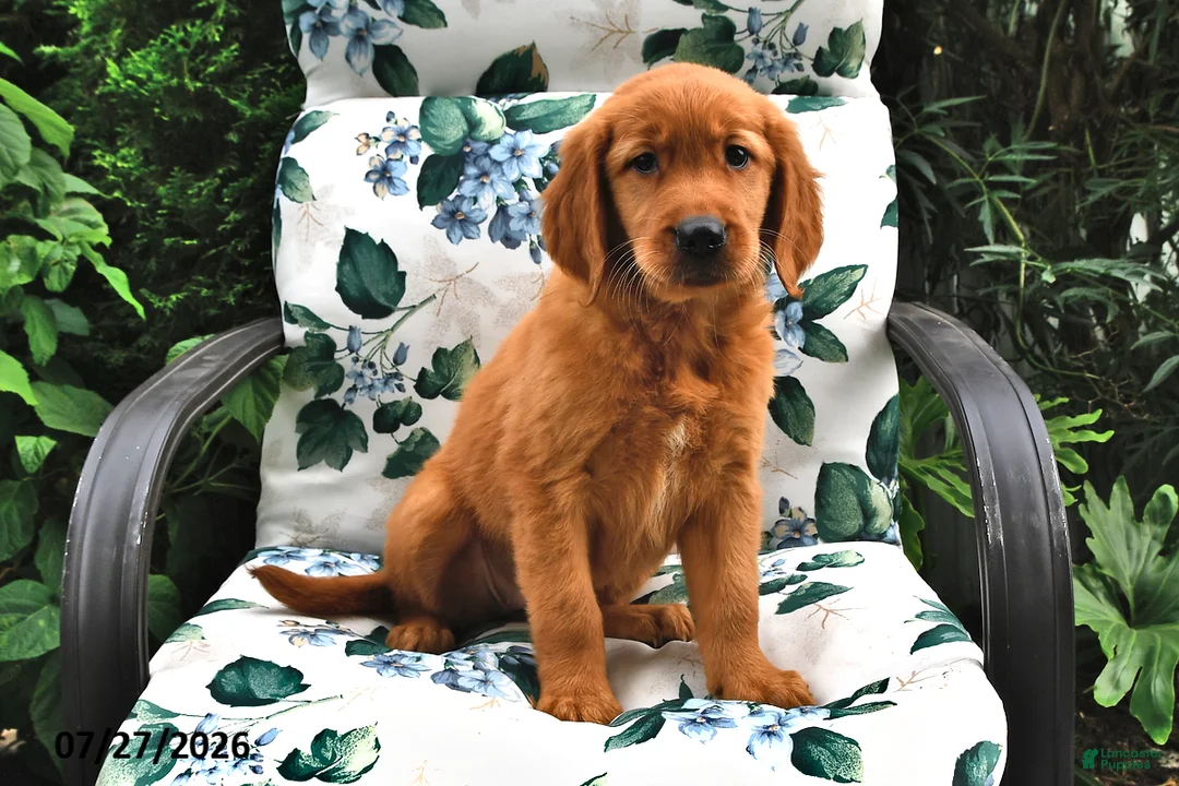 Golden Retriever dogs for sale: Trixie - Ad 2