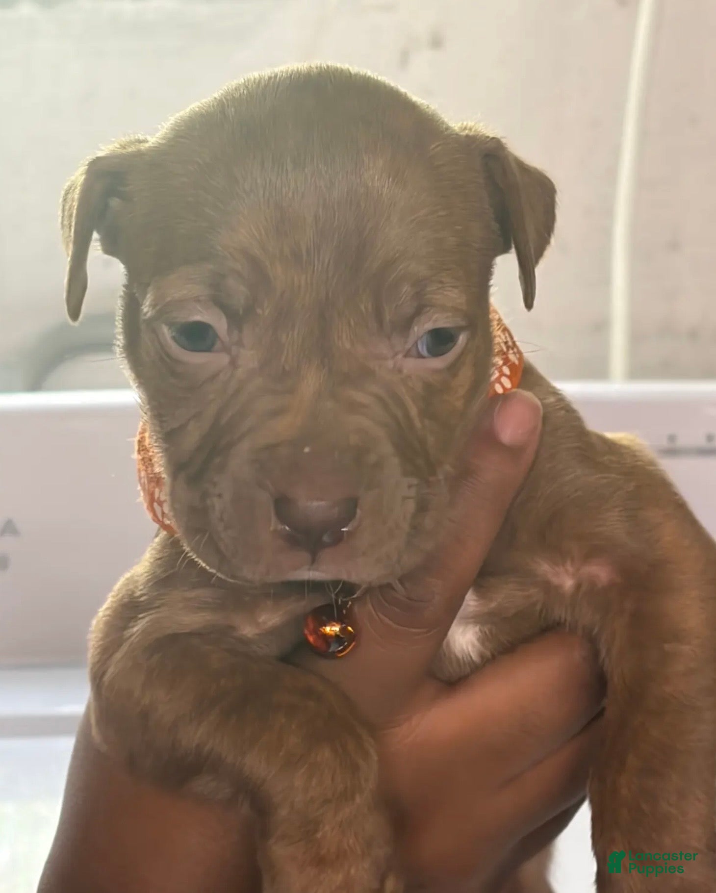 American Pit Bull Terrier dogs for sale: American Pit Bull Terrier Puppy 1 - Ad 1