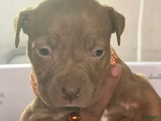 American Pit Bull Terrier dogs American Pit Bull Terrier Puppy 1 - Ad 27