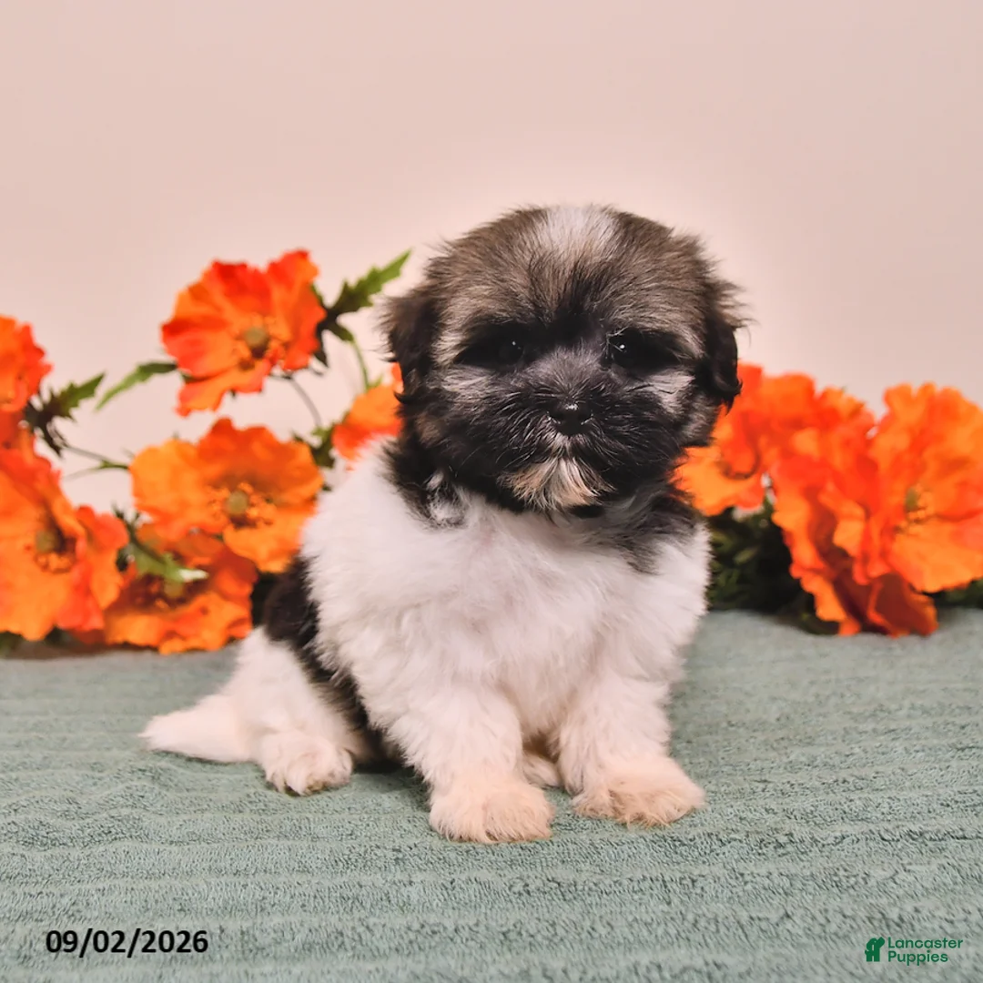 Havanese dogs for sale: Hope - Ad 1