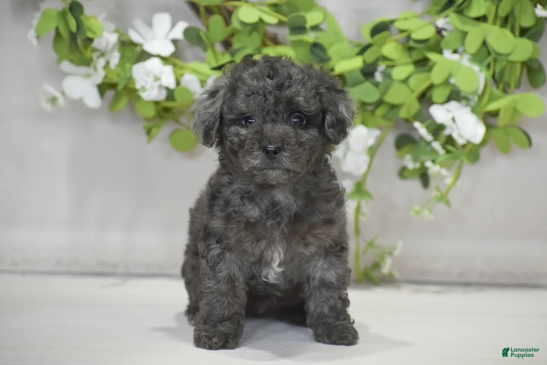 Toy Poodle dogs for sale: Hope - Ad 1