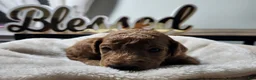 Standard Poodle dogs for sale: Kio - Ad 4