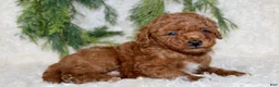 Miniature Poodle dogs for sale: Miniature Poodle 4 - Ad 3