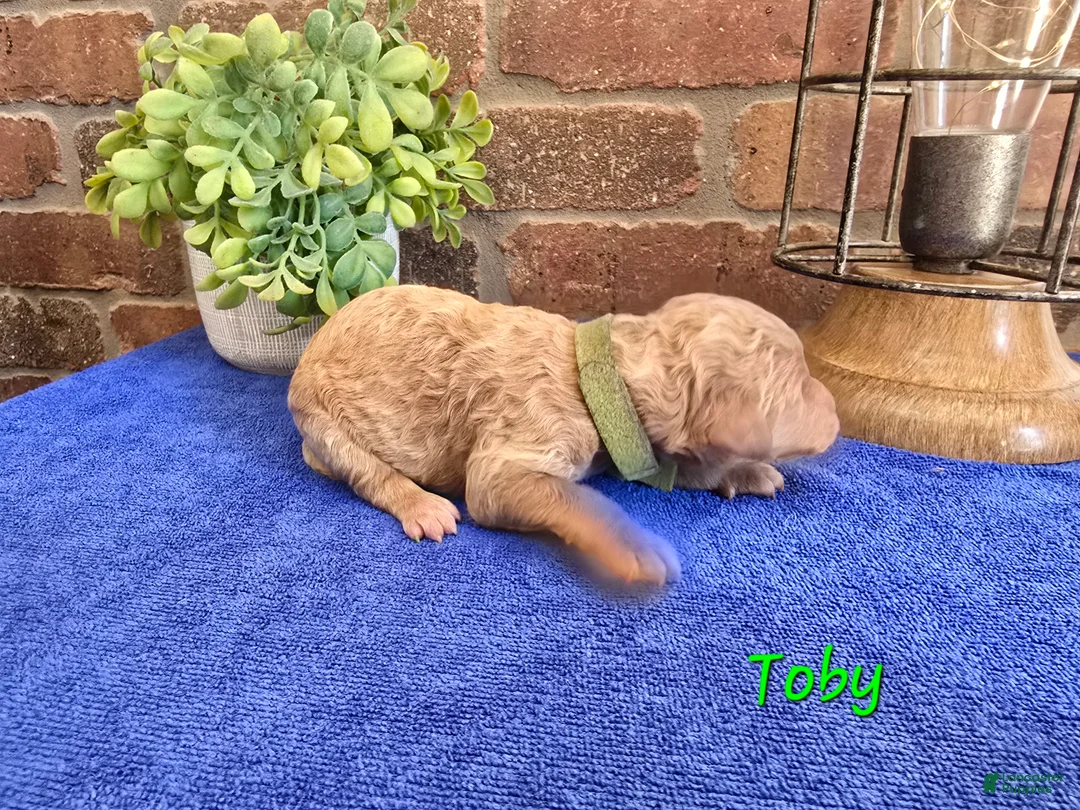 Goldendoodle dogs for sale: Mini Goldendoodle 2 - Ad 2