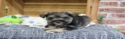 Miniature Schnauzer dogs for sale: Gary - Ad 1