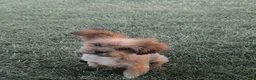 Shorkie dogs for sale: RILEY - Ad 3