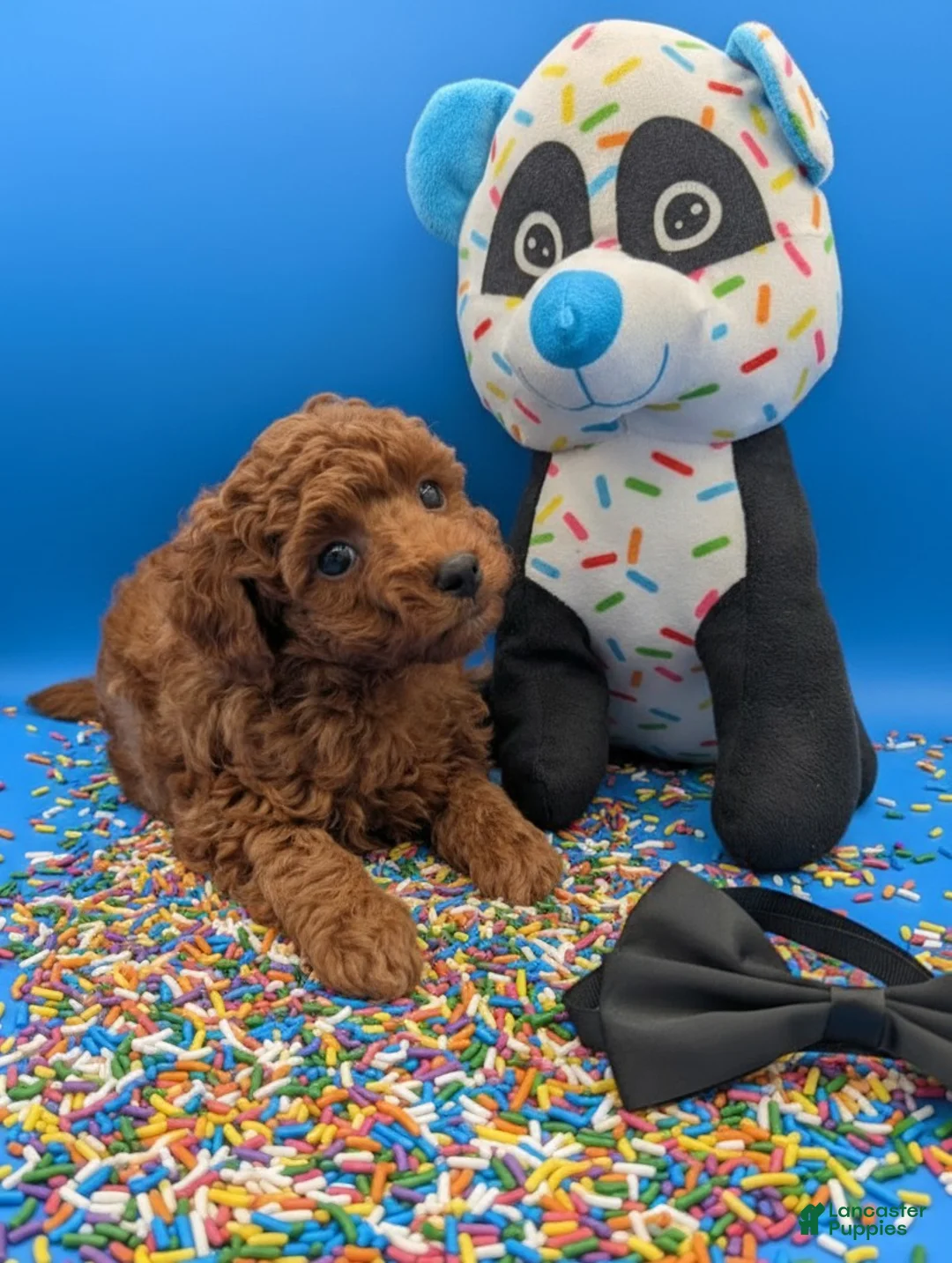 Toy Poodle dogs for sale: Oliver 🖤 - Ad 7