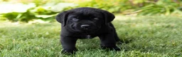 Cane Corso dogs for sale: Monte - Ad 2